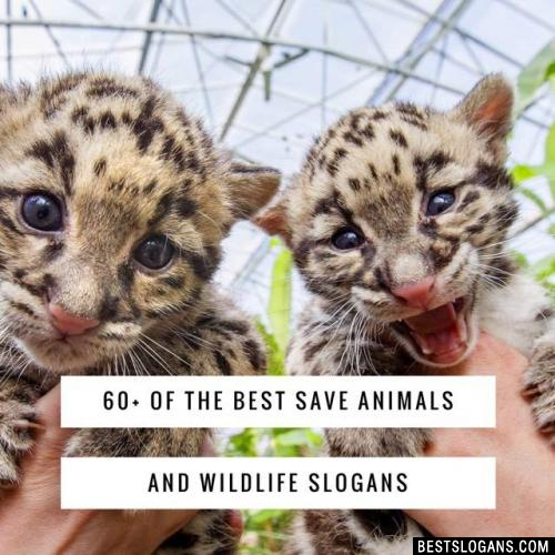 60+ Catchy Save Animals & Wildlife Conservation Slogans In English - For  Kids & Adults
