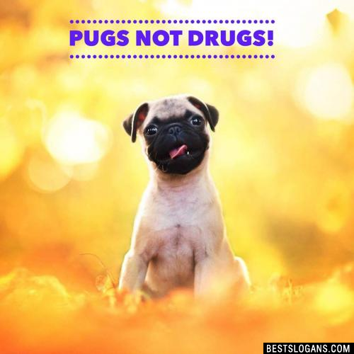 Pugs not drugs!