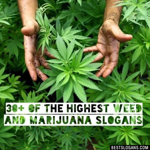 Weed And Marijuana Slogans