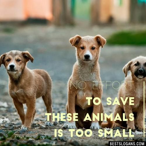 No effort to save these animals is too small